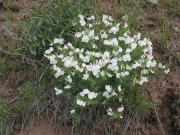 bushy peavine (Lathyrus rigidus)
